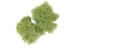Yeşil orman beyaz arka planda izole edilmiş. 3d resimleme