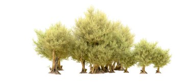 Yeşil orman beyaz arka planda izole edilmiş. 3d resimleme