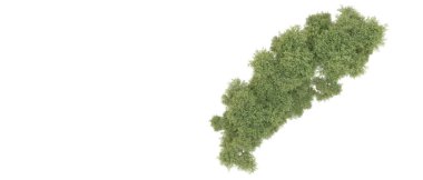 Yeşil orman beyaz arka planda izole edilmiş. 3d resimleme