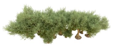 Yeşil orman beyaz arka planda izole edilmiş. 3d resimleme