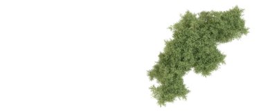 Yeşil orman beyaz arka planda izole edilmiş. 3d resimleme