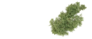 Yeşil orman beyaz arka planda izole edilmiş. 3d resimleme