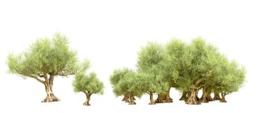 Yeşil orman beyaz arka planda izole edilmiş. 3d resimleme