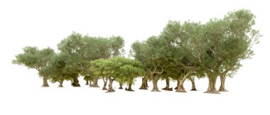 Yeşil orman beyaz arka planda izole edilmiş. 3d resimleme