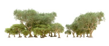 Yeşil orman beyaz arka planda izole edilmiş. 3d resimleme