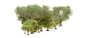 Yeşil orman beyaz arka planda izole edilmiş. 3d resimleme