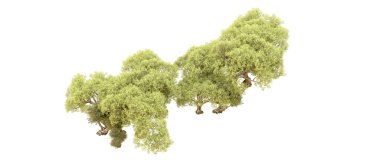 Yeşil orman beyaz arka planda izole edilmiş. 3d resimleme