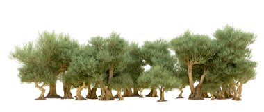 Yeşil orman beyaz arka planda izole edilmiş. 3d resimleme