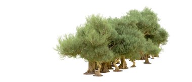 Yeşil orman beyaz arka planda izole edilmiş. 3d resimleme