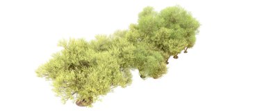 Yeşil orman beyaz arka planda izole edilmiş. 3d resimleme