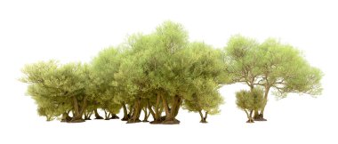 Yeşil orman beyaz arka planda izole edilmiş. 3d resimleme