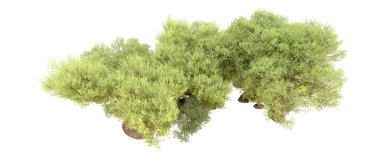 Yeşil orman beyaz arka planda izole edilmiş. 3d resimleme