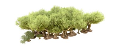 Yeşil orman beyaz arka planda izole edilmiş. 3d resimleme