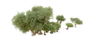 Yeşil orman beyaz arka planda izole edilmiş. 3d resimleme