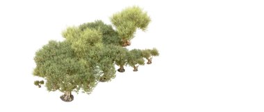 Yeşil orman beyaz arka planda izole edilmiş. 3d resimleme