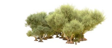 Yeşil orman beyaz arka planda izole edilmiş. 3d resimleme