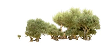 Yeşil orman beyaz arka planda izole edilmiş. 3d resimleme