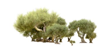 Yeşil orman beyaz arka planda izole edilmiş. 3d resimleme