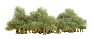 Yeşil orman beyaz arka planda izole edilmiş. 3d resimleme