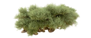 Yeşil orman beyaz arka planda izole edilmiş. 3d resimleme