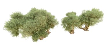 Yeşil orman beyaz arka planda izole edilmiş. 3d resimleme