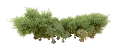 Yeşil orman beyaz arka planda izole edilmiş. 3d resimleme