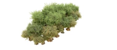 Beyaz arkaplanda yeşil ağaçlar izole edilmiş - 3 boyutlu görüntüleme