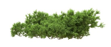 Yeşil orman ıssız. Afişler ve afişler için kullanışlı. 3d oluşturma.