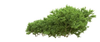 Yeşil orman ıssız. Afişler ve afişler için kullanışlı. 3d oluşturma.