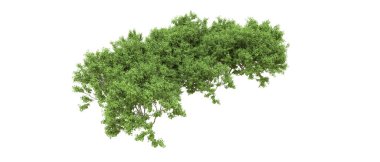 Yeşil orman ıssız. Afişler ve afişler için kullanışlı. 3d oluşturma.