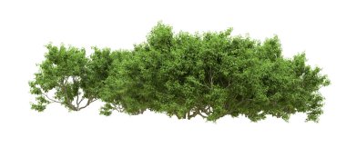 Yeşil orman ıssız. Afişler ve afişler için kullanışlı. 3d oluşturma.