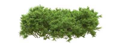 Yeşil orman ıssız. Afişler ve afişler için kullanışlı. 3d oluşturma.