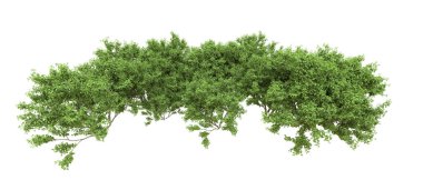 Yeşil orman ıssız. Afişler ve afişler için kullanışlı. 3d oluşturma.