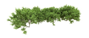 Yeşil orman ıssız. Afişler ve afişler için kullanışlı. 3d oluşturma.