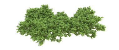 Yeşil orman ıssız. Afişler ve afişler için kullanışlı. 3d oluşturma.