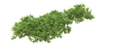 Yeşil orman ıssız. Afişler ve afişler için kullanışlı. 3d oluşturma.