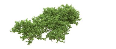 Yeşil orman ıssız. Afişler ve afişler için kullanışlı. 3d oluşturma.