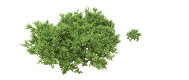 Yeşil orman ıssız. Afişler ve afişler için kullanışlı. 3d oluşturma.