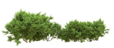 Yeşil orman ıssız. Afişler ve afişler için kullanışlı. 3d oluşturma.