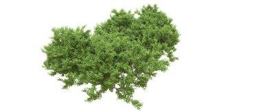 Yeşil orman ıssız. Afişler ve afişler için kullanışlı. 3d oluşturma.
