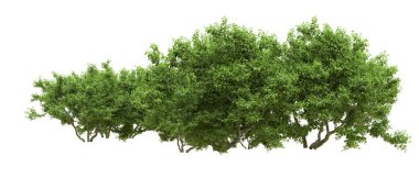 Yeşil orman ıssız. Afişler ve afişler için kullanışlı. 3d oluşturma.