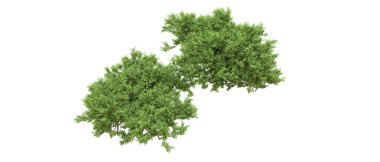 Yeşil orman ıssız. Afişler ve afişler için kullanışlı. 3d oluşturma.