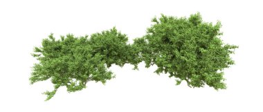 Yeşil orman ıssız. Afişler ve afişler için kullanışlı. 3d oluşturma.