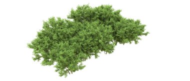 Yeşil orman ıssız. Afişler ve afişler için kullanışlı. 3d oluşturma.