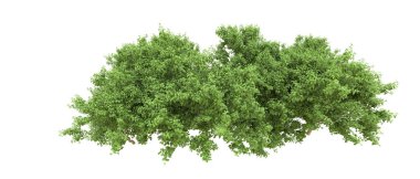 Yeşil orman ıssız. Afişler ve afişler için kullanışlı. 3d oluşturma.