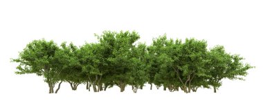 Yeşil orman ıssız. Afişler ve afişler için kullanışlı. 3d oluşturma.