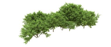 Yeşil orman ıssız. Afişler ve afişler için kullanışlı. 3d oluşturma.