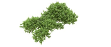 Yeşil orman ıssız. Afişler ve afişler için kullanışlı. 3d oluşturma.