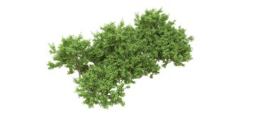 Yeşil orman ıssız. Afişler ve afişler için kullanışlı. 3d oluşturma.