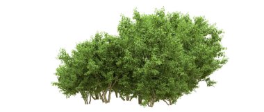 Yeşil orman ıssız. Afişler ve afişler için kullanışlı. 3d oluşturma.